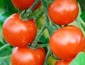 Le triple concentré chinois va-t-il tuer la production locale de tomate ? 